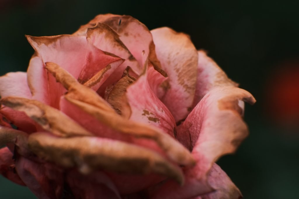 Rosa seca fotografiada con Viltrox 85mm y tubos de extensión Viltrox DG-FU