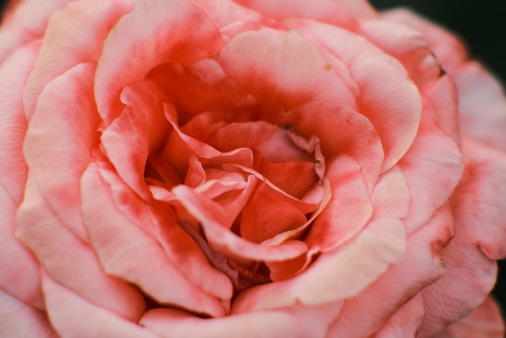 Rosa fotografiada con Viltrox 85mm y tubos de extensión Viltrox DG-FU