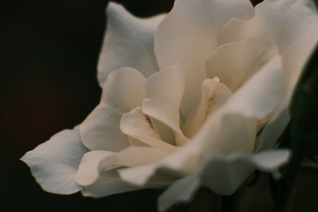 Flor blancafotografiada con Viltrox 85mm y tubos de extensión Viltrox DG-FU