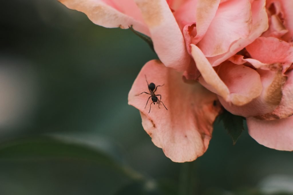 Hormiga fotografiada con Viltrox 85mm y tubos de extensión Viltrox DG-FU